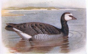 Barnacle Goose